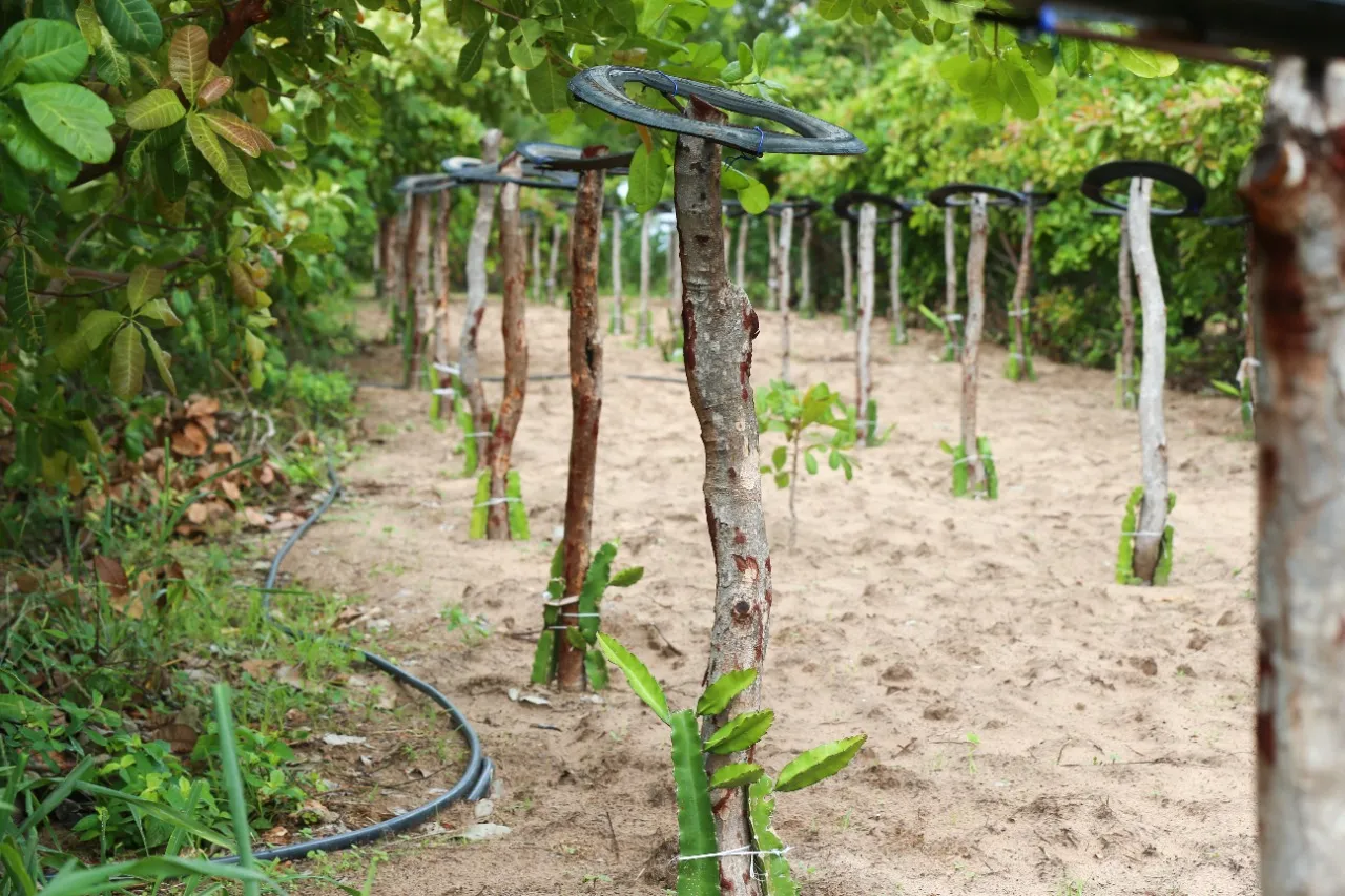 Cultivo de pitaya consorciada com caju e melancia é testado na Fazenda Vale das Frutas, em Cascavel