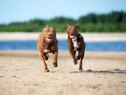 Dois cães da raça pitbull correm em praia