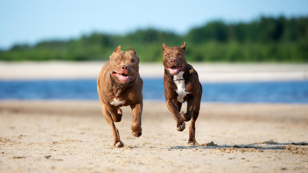 Dois cães da raça pitbull correm em praia