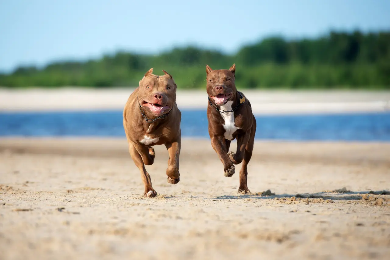 Dois cães da raça pitbull correm em praia