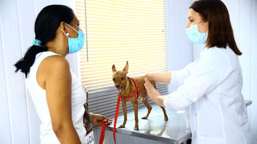 Uma médica veterinária examina um cachorro de porte pequeno enquanto conversa com a tutora do animal.