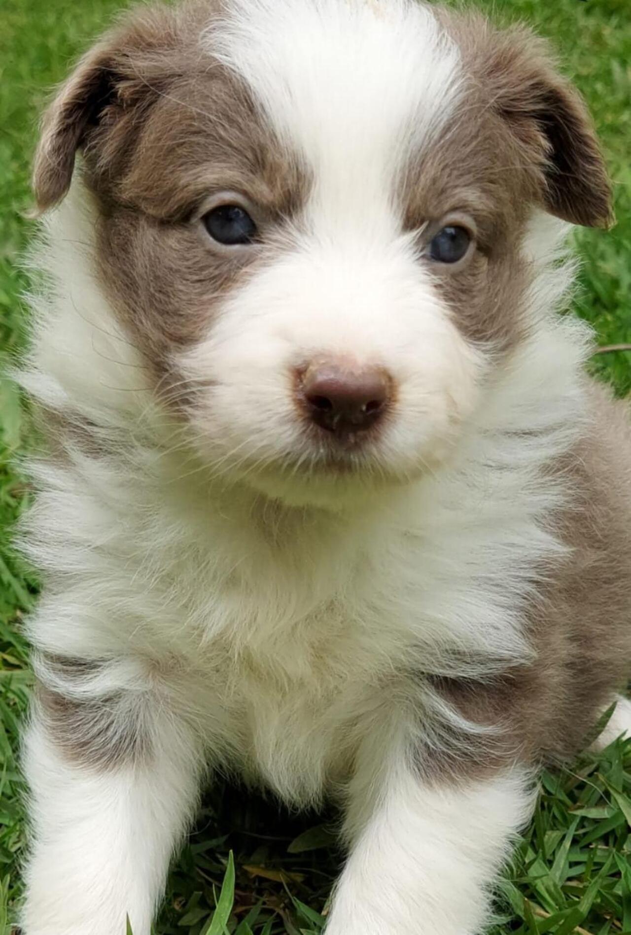 Filhote da raça border bollie