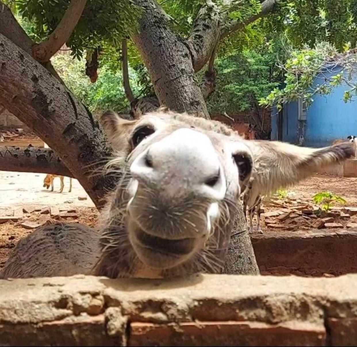 O jumento, nosso bicho de estimação - Paulo Henrique Rodrigues (o PH) -  Diário do Nordeste