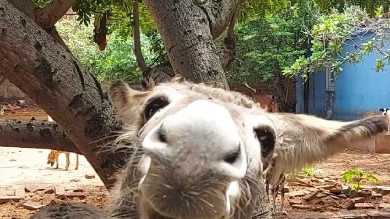 O jumento, nosso bicho de estimação - Paulo Henrique Rodrigues (o PH) -  Diário do Nordeste