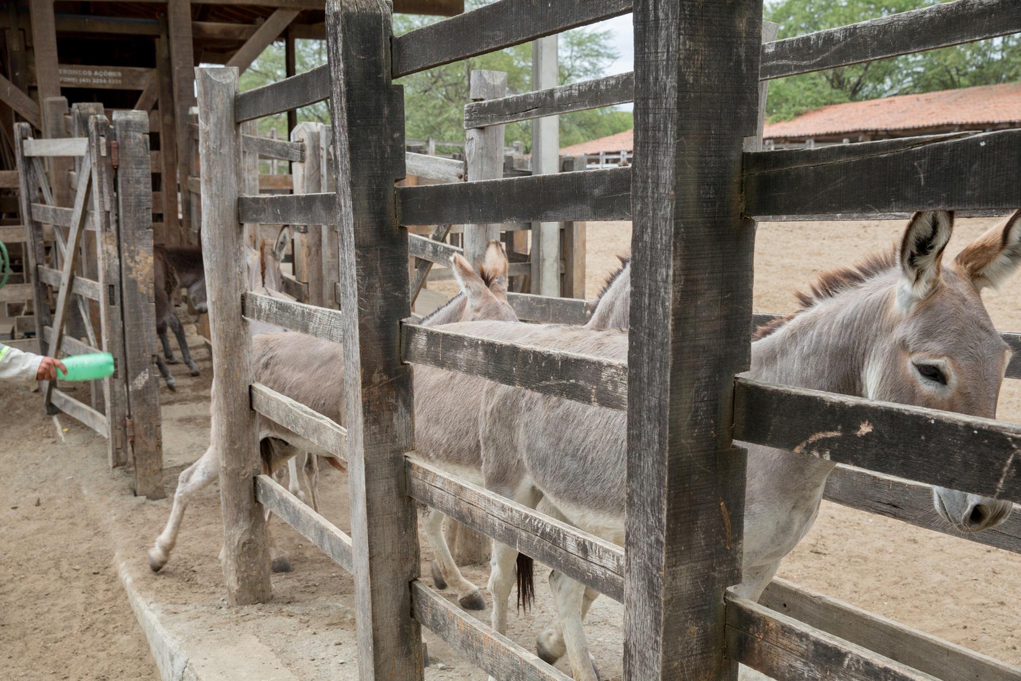 Ceará inicia exportação de jumentos - Região - Diário do Nordeste