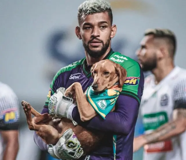 Animais entram em campo