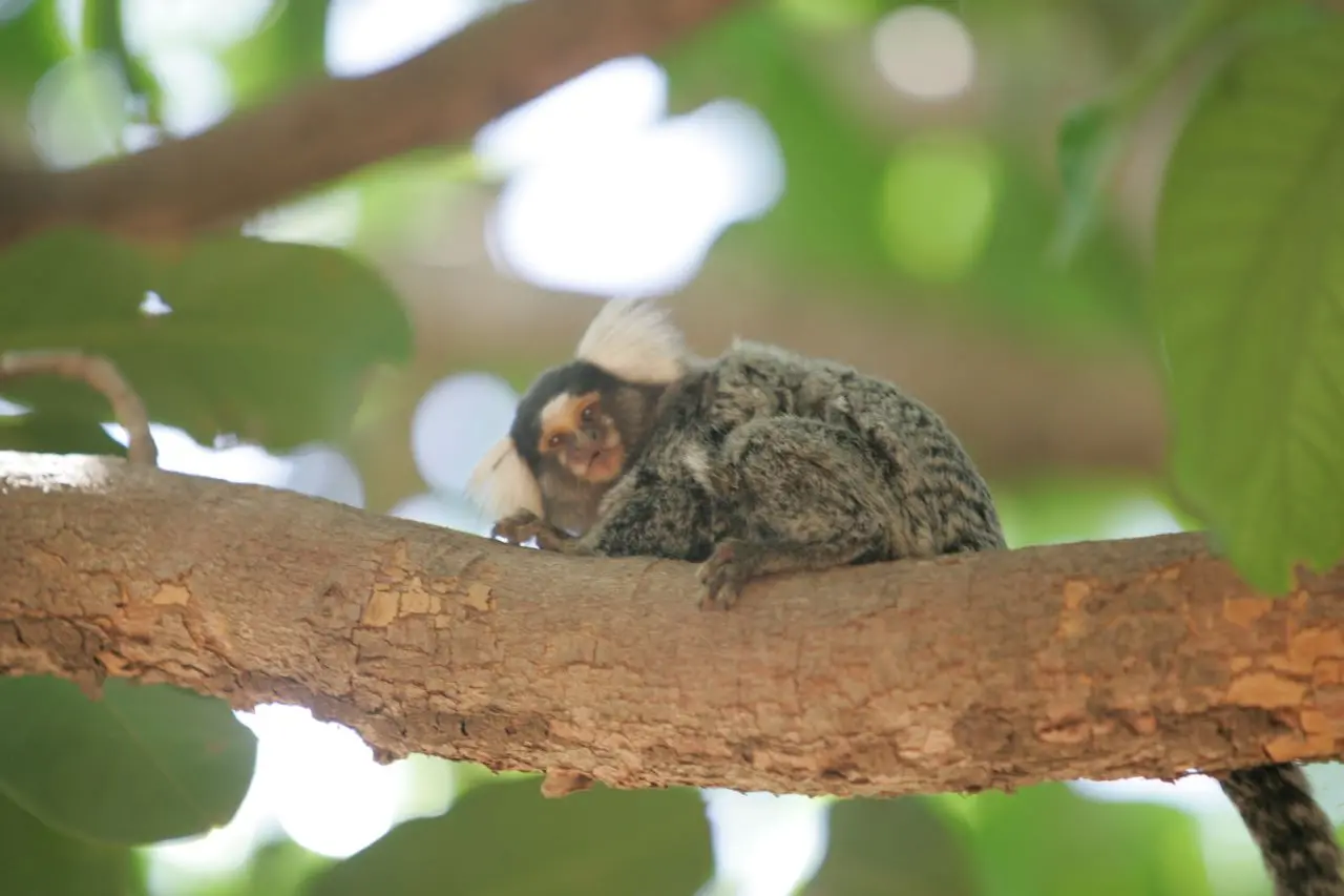 Sagui ou soin no Parque do Cocó