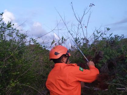 Bombeiros corta galhos de vegetação em zona de mata fechada onde idosa desapareceu em Acaraú
