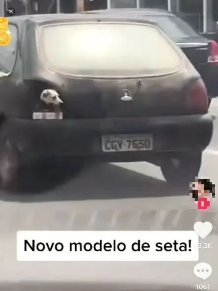 Imagem da notícia Cão é usado como 