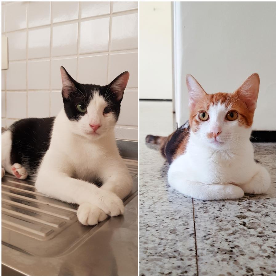 Fotos de Jogo de gato, Imagens de Jogo de gato sem royalties