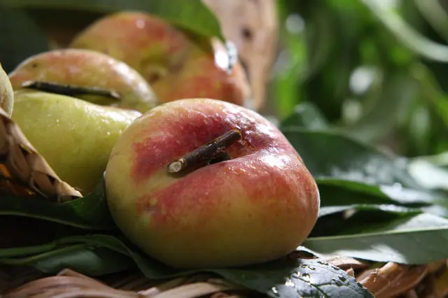 Pêssego chato tipo MANDINHO