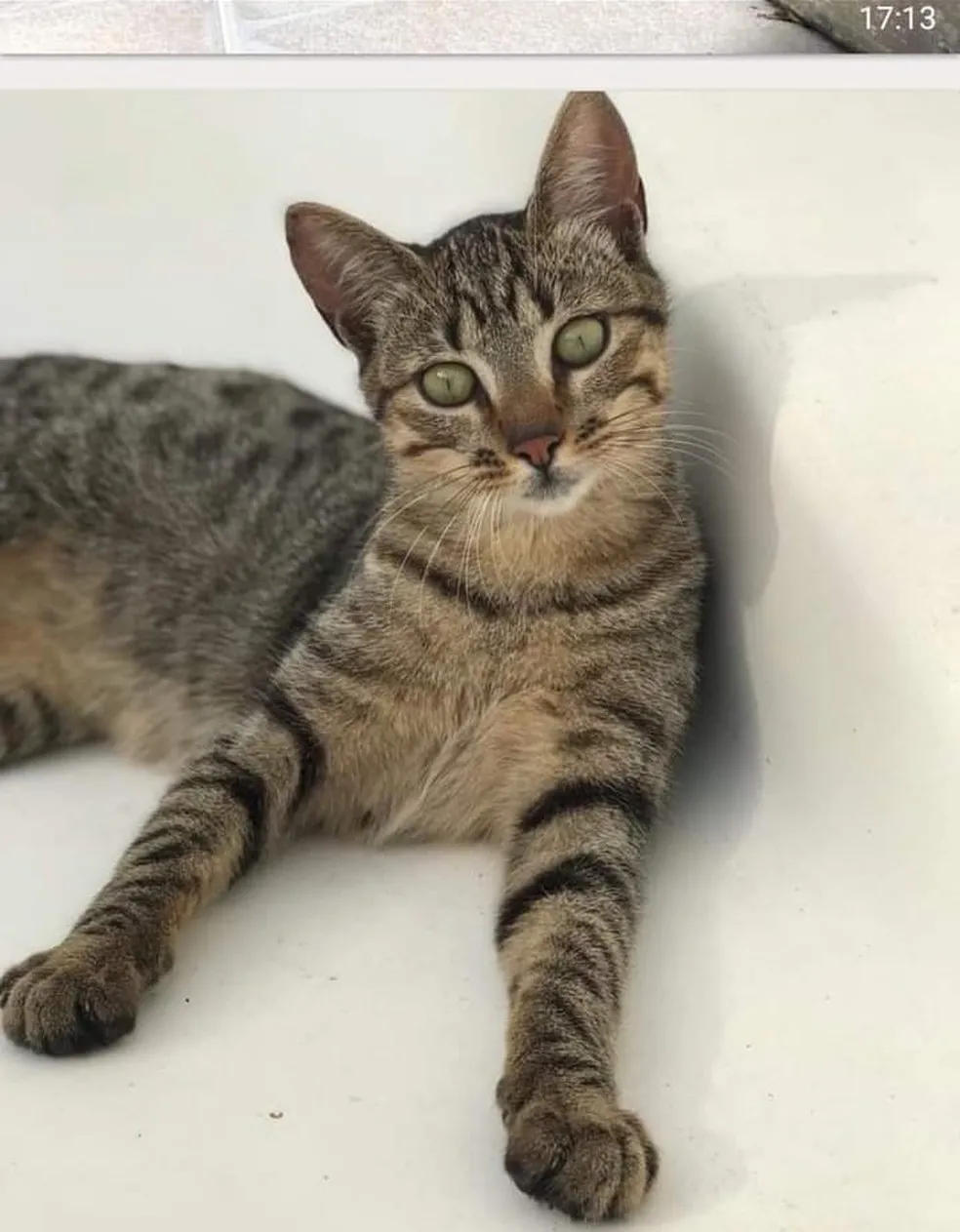 Gato ajuda a localizar corpo de empresário soterrado em Petrópolis