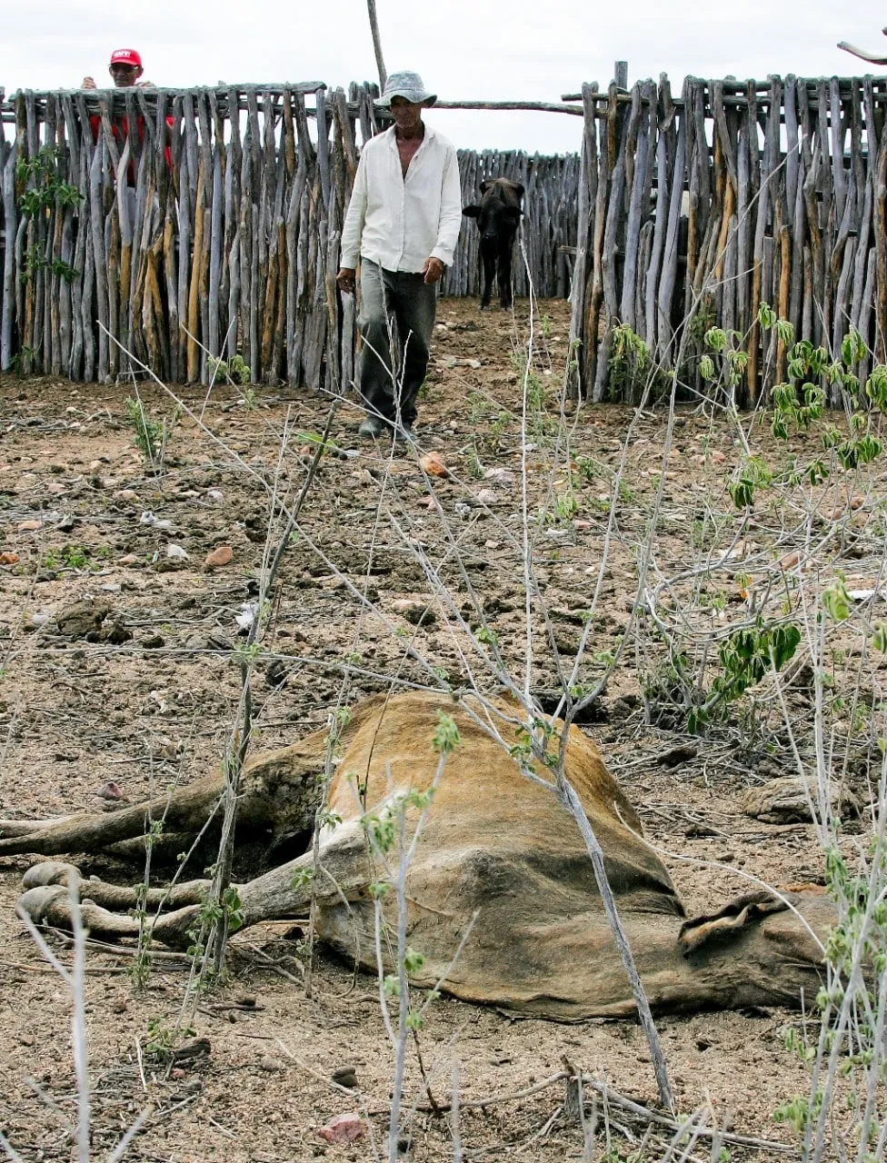 Em 2012, dezenas de milhares de animais morreram de fome e sede