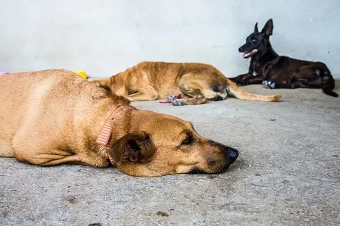 Cães em canil