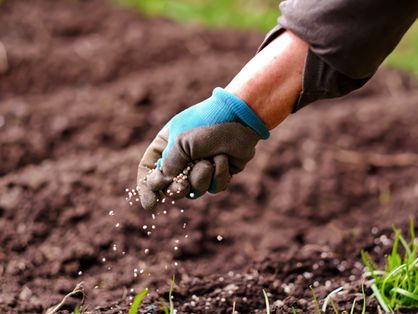 foto de uma pessoa aplicando fertilizante na terra