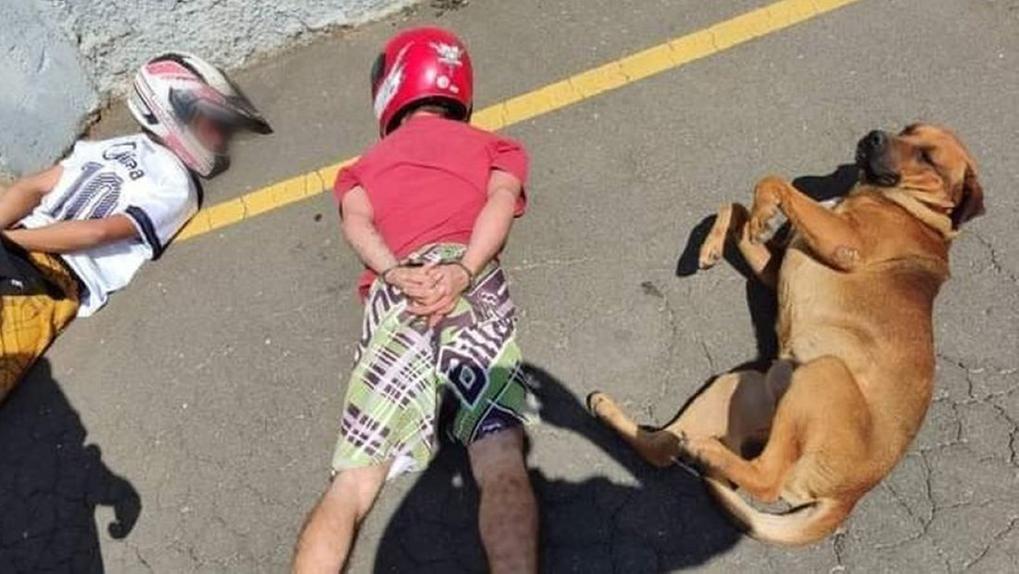 cachorro deitado ao lado de suspeitos presos no paraná