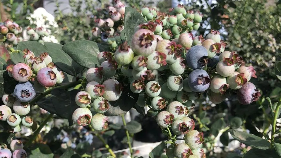 Empresários peruanos, que produzem e exportam o equivalente a US$ 1,2 bilhões anuais em Mirtilo, poderá produzir essa fruta na Ibiapaba