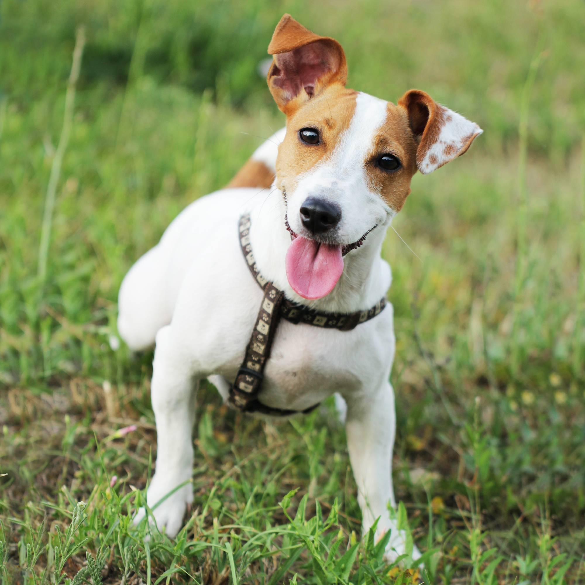 foto do cachorro da raça Jack Russell Terrier