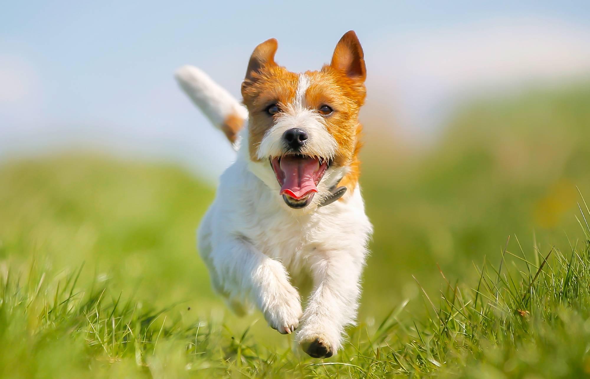 foto da raça Jack Russell Terrier