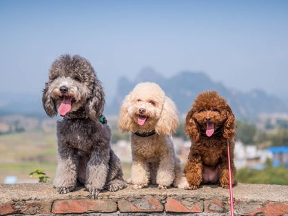 foto de três cachorros da raça Poodle