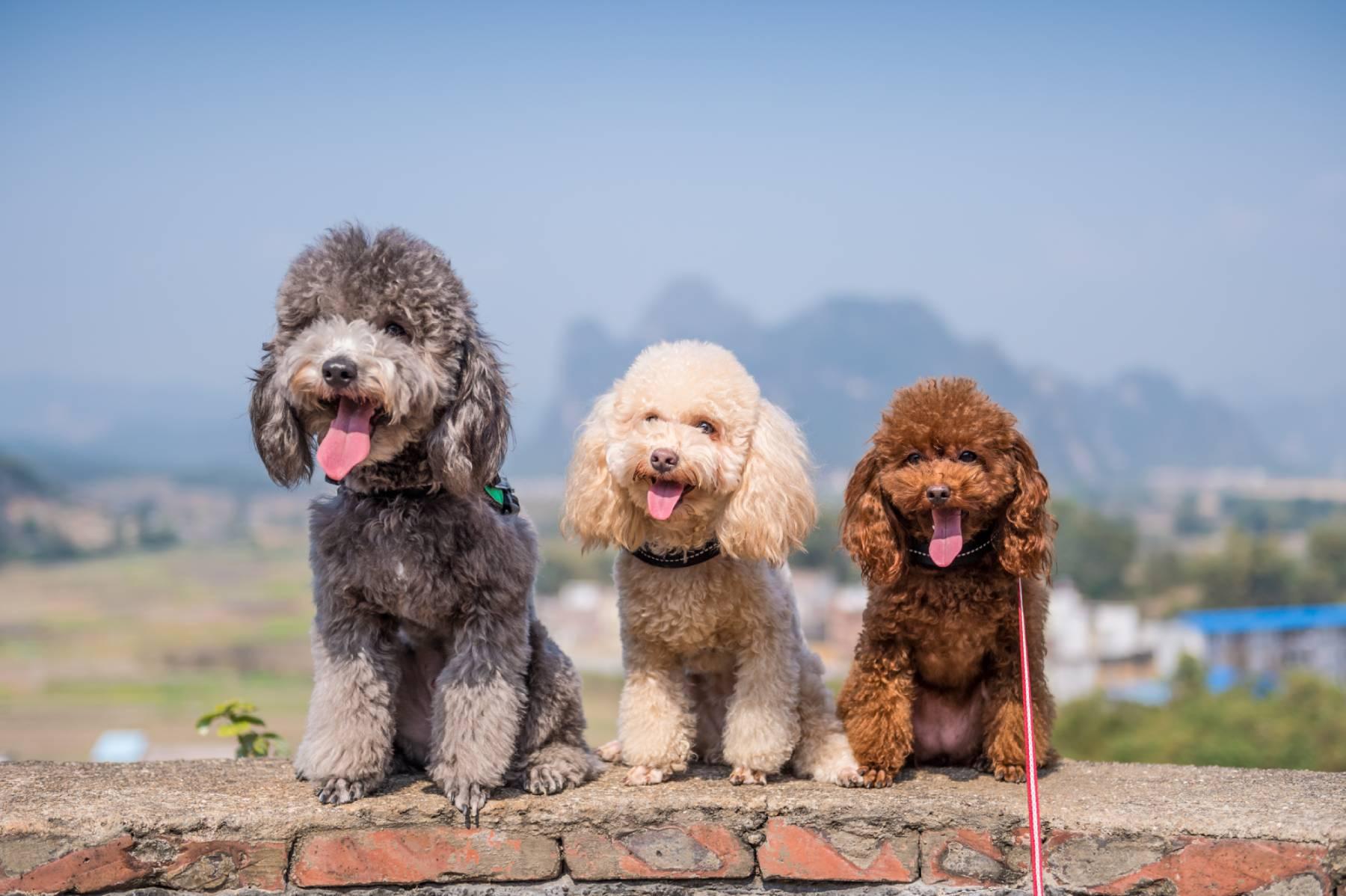 foto de três cachorros da raça Poodle