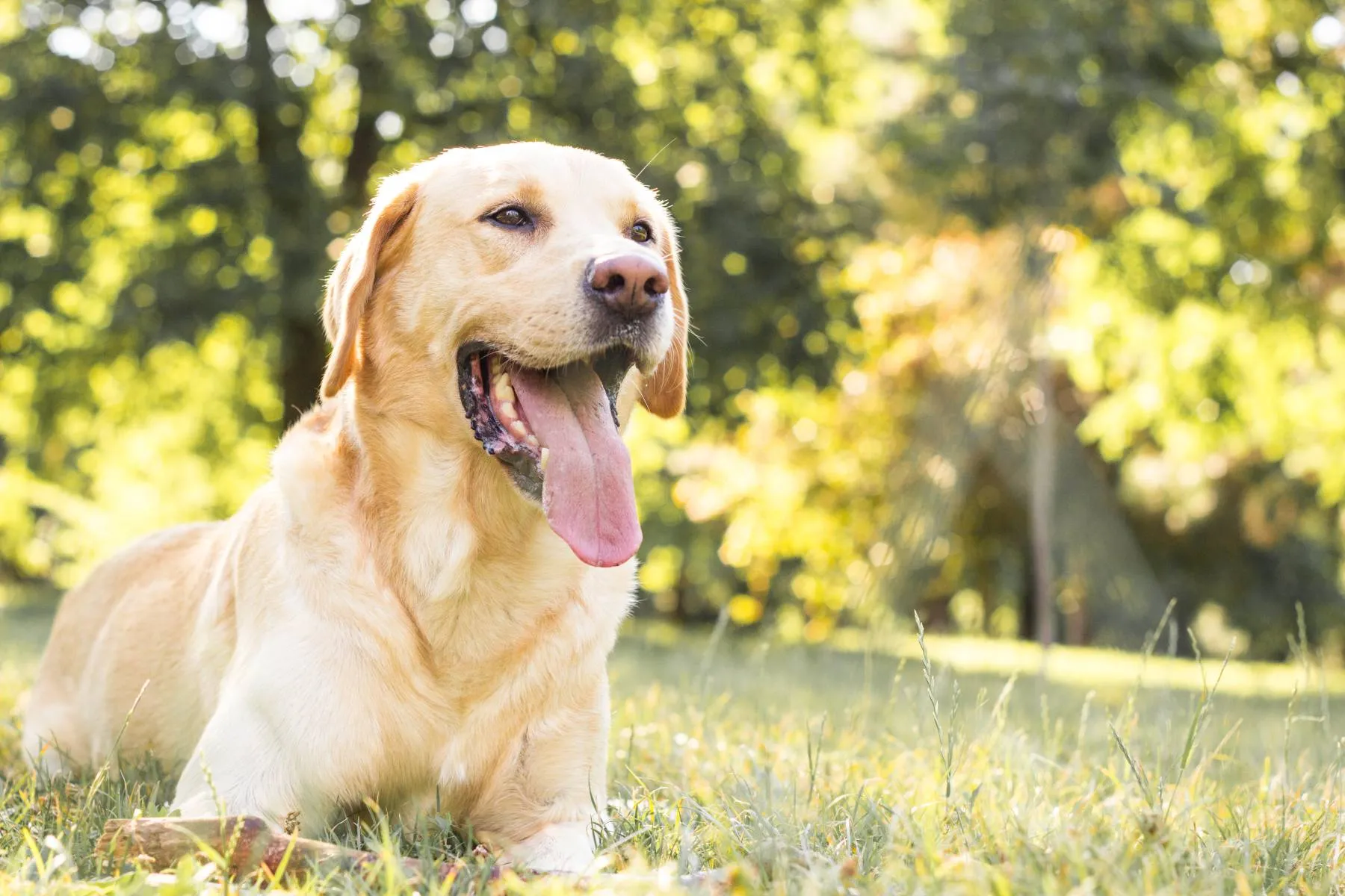 O Labrador continua no topo da lista entre as raças de cachorros mais populares do mundo