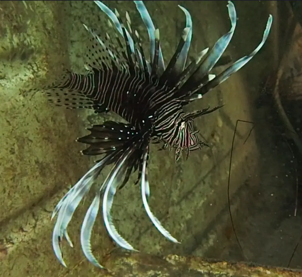 Peixe-leão é encontrado no Ceará