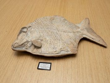 fóssil de peixe volta ao Brasil