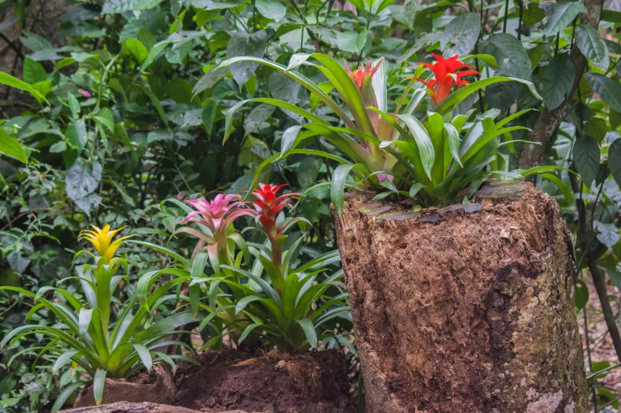 Bromélias ajudam a compor a decoração tanto em ambientes internos quanto externos