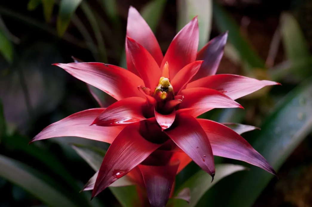 Bromélias são plantas que apreciam a umidade