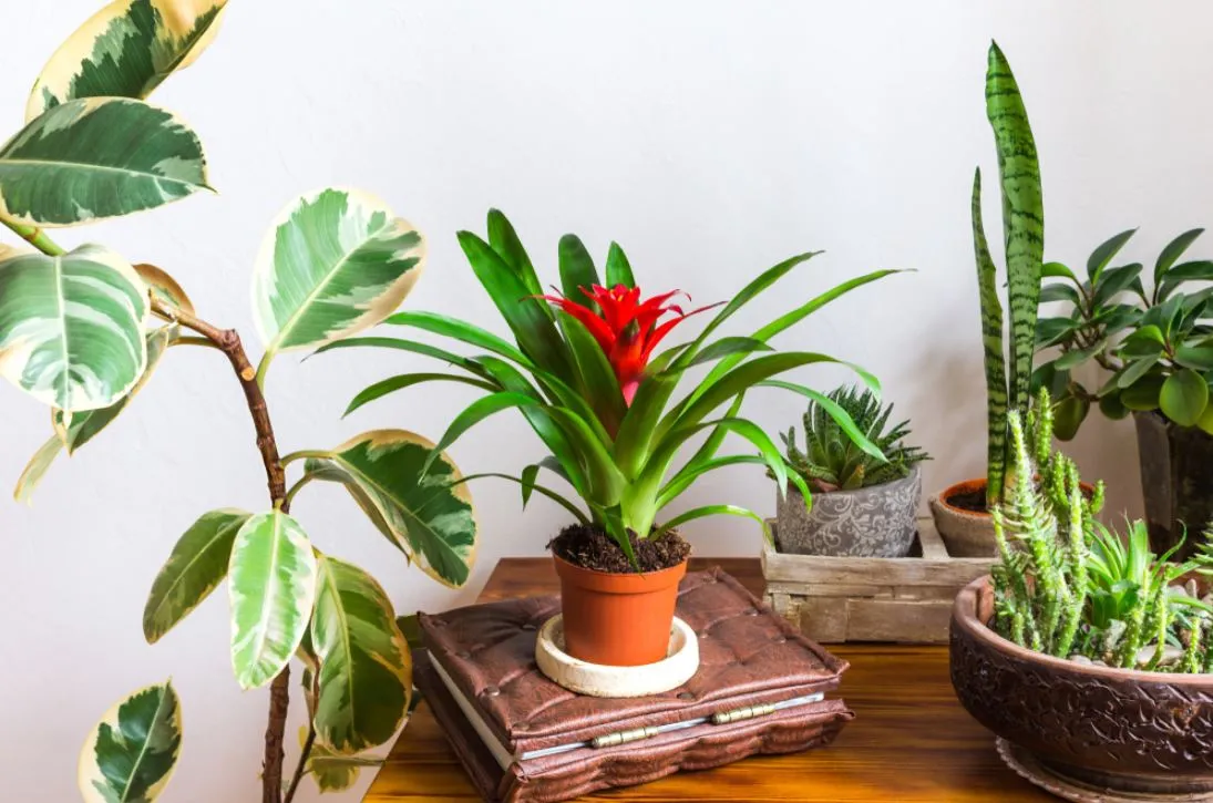 Bromélias podem ser cultivadas em vasos e compor jardins verticais