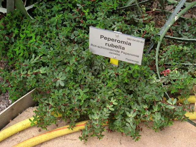 Espécime de Peperômia rubéola no Botanischer Garten, Berlim-Dahlem