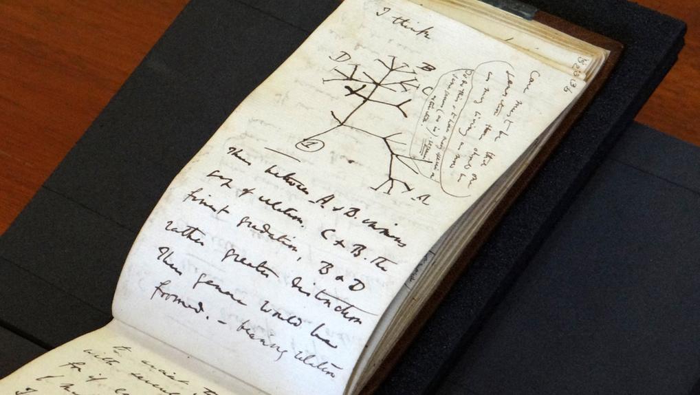 Uma imagem divulgada pela Biblioteca da Universidade de Cambridge em 5 de abril de 2022 mostra o esboço da 'Árvore da Vida' de 1837 em uma página de um dos cadernos perdidos do cientista britânico Charles Darwin