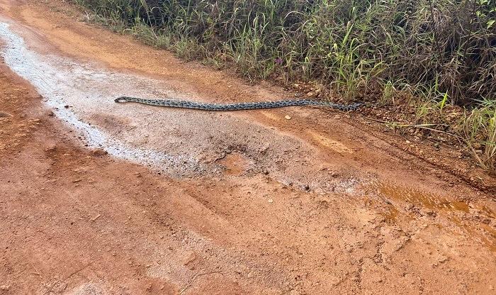 Cobra exótica comum nos EUA é achada em rua do Paraná