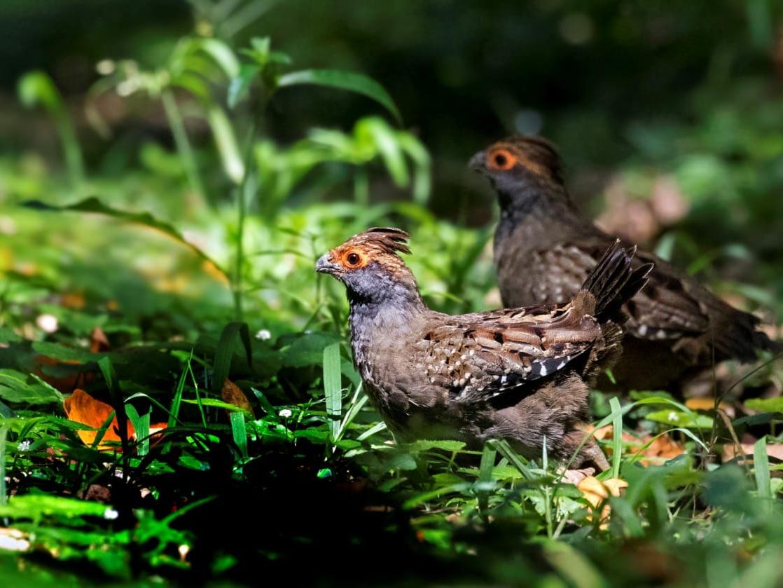 Extinção ameaça pelo menos 80 espécies de aves, répteis e anfíbios