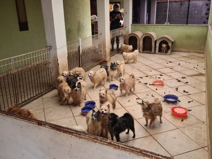 130 cães Lulu da Pomerânia passam por maus-tratos no interior de São Paulo