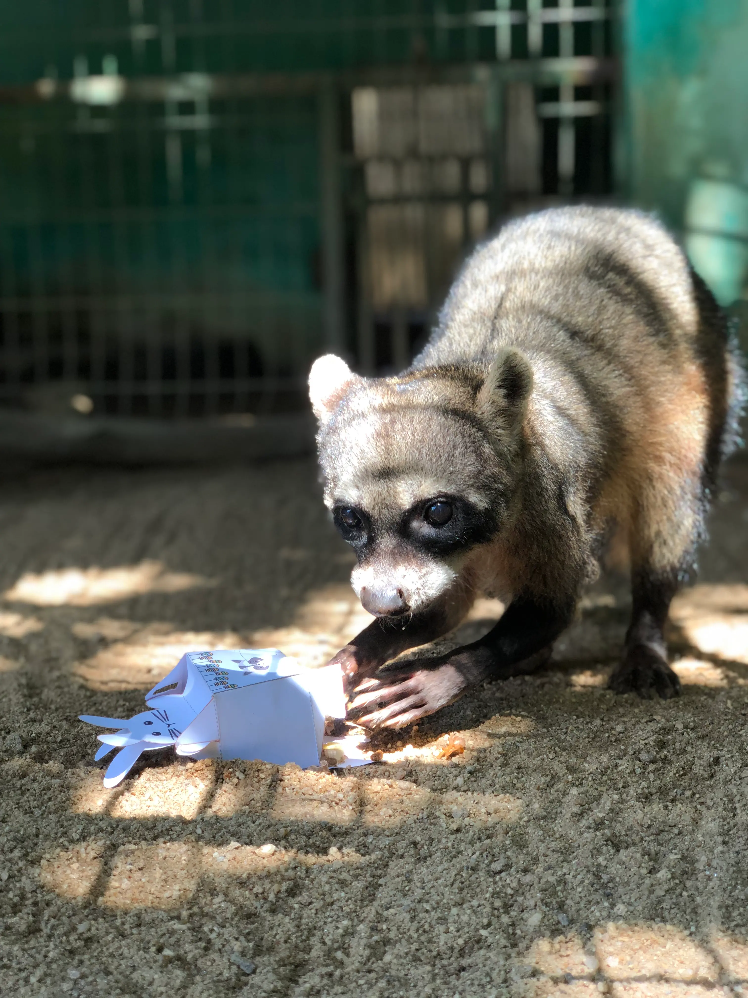 Uma espécie de guaxinim, conhecida como mão-pelada, se alimenta com frutas em uma trouxinha de papel temática de coelho