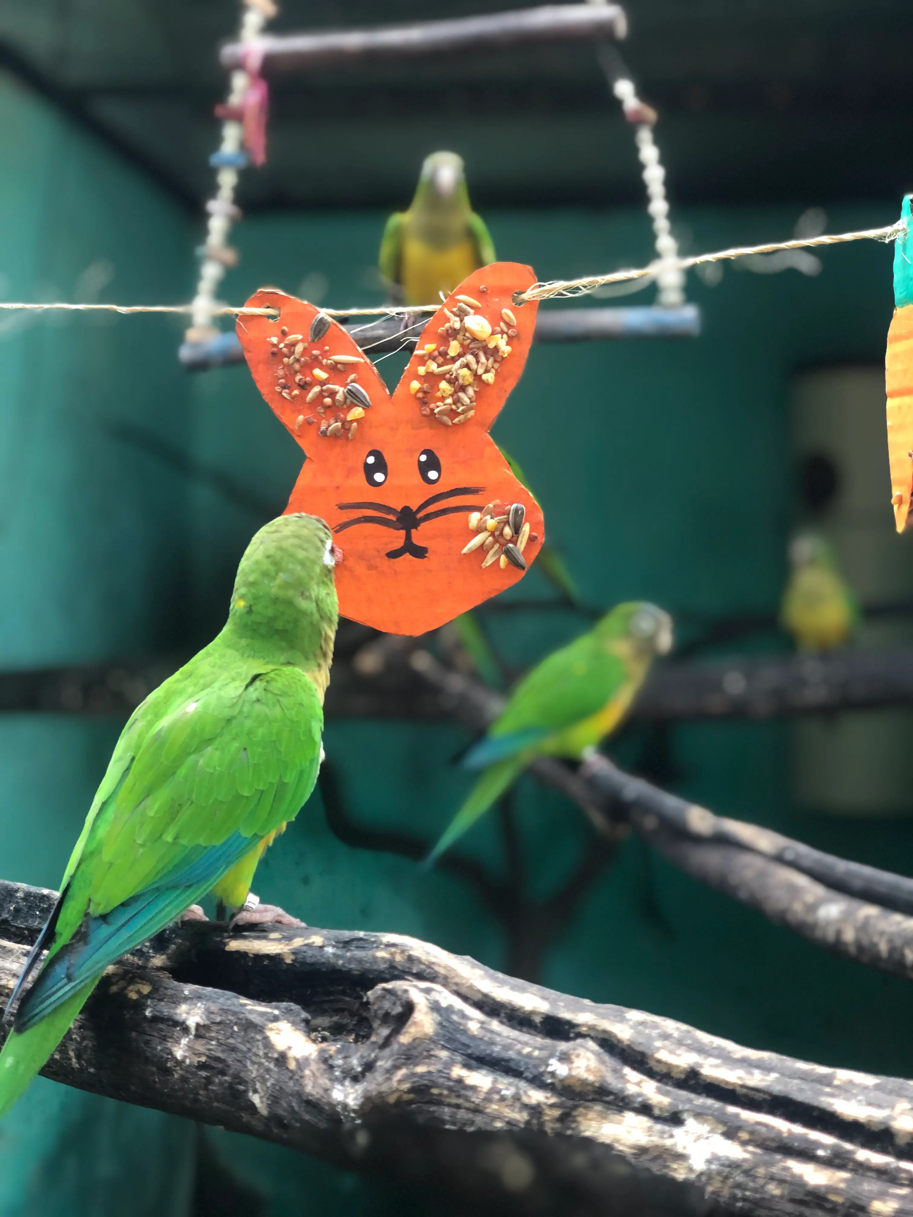 Para os psitacídeos, foram ofertados papelotes temáticos de coelhos e cenouras com sementes coladas com cola caseira natural de farinha