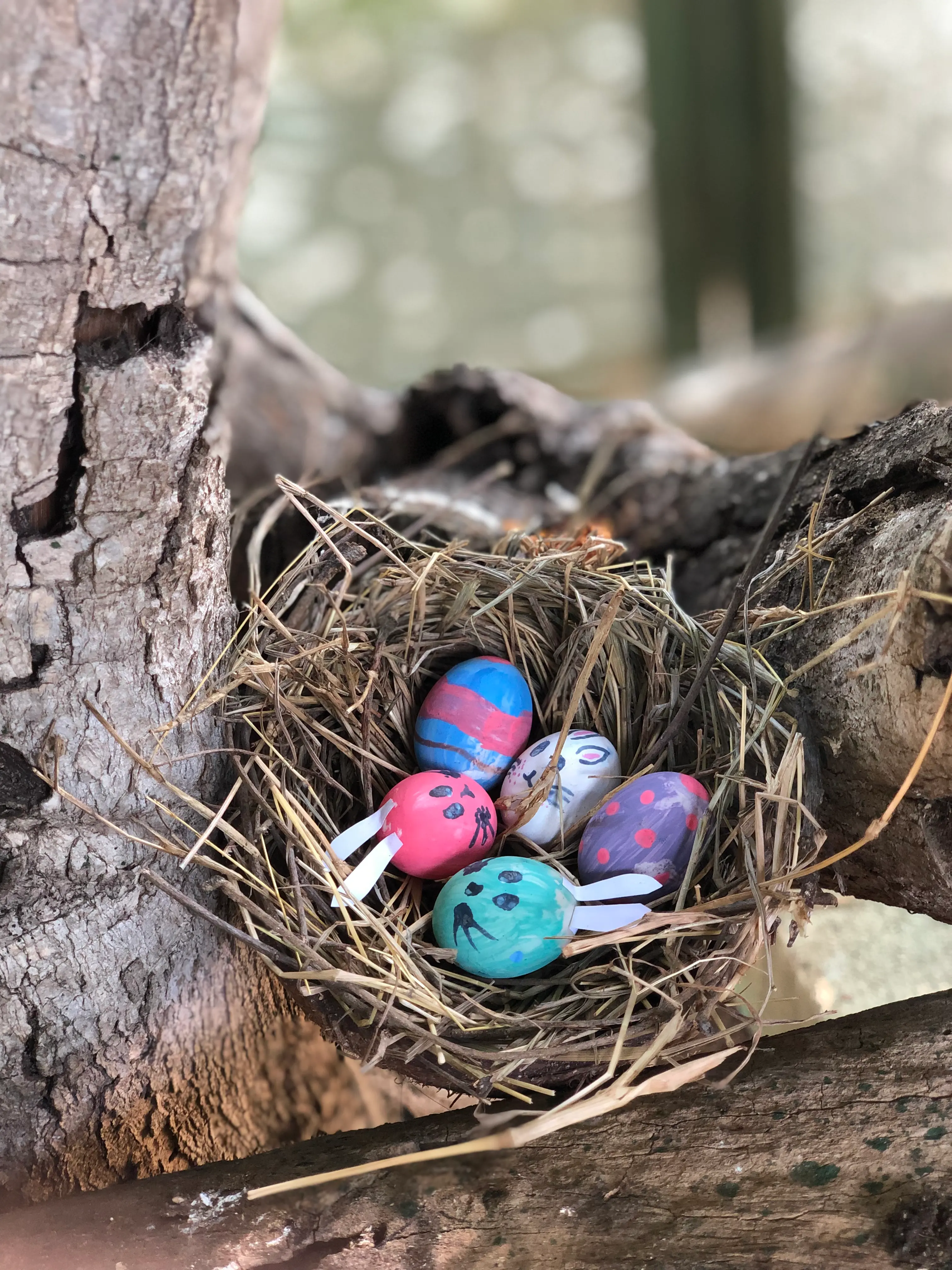 Ovos de codorna coloridos servidos para o tucano