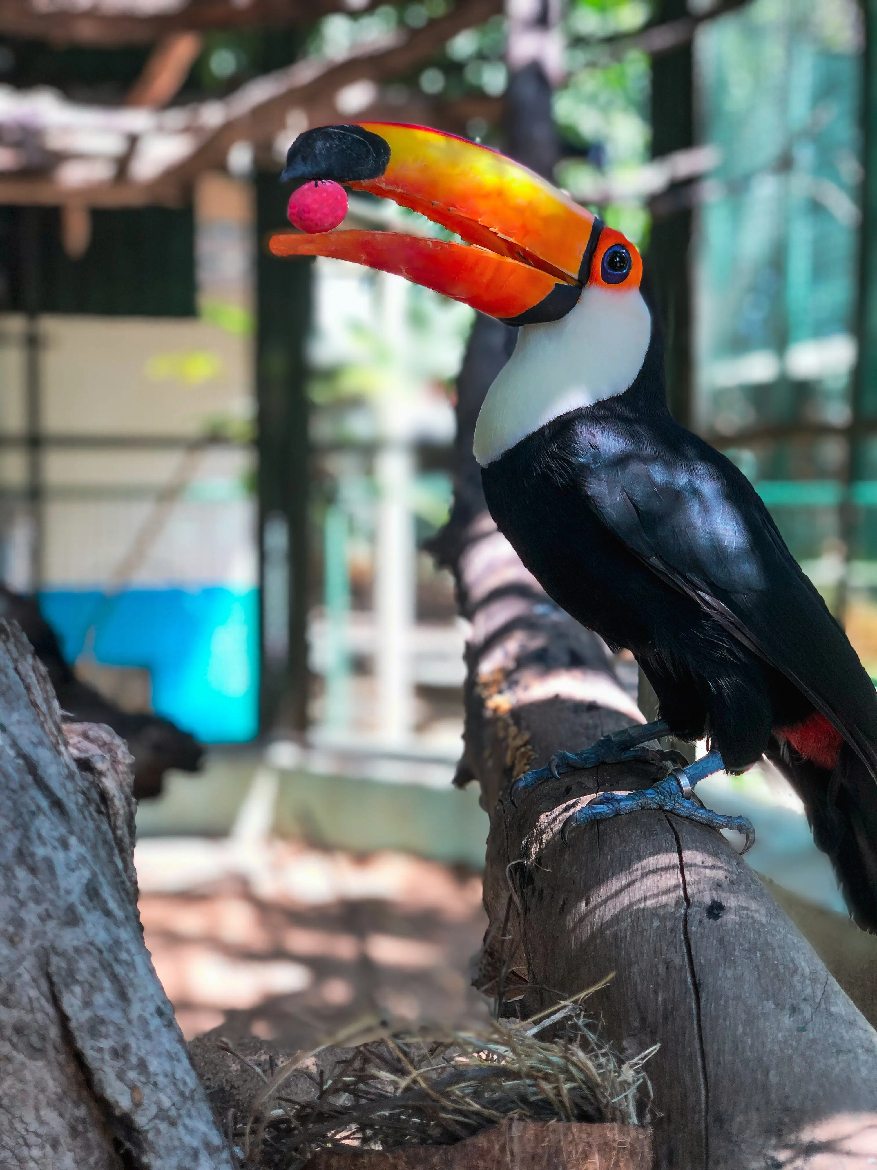 Em ninho simulado em uma quenga de coco, tucano se alimentou com ovos pintados temáticos da páscoa. Na natureza, esses animais adoram predar ovos de outras aves