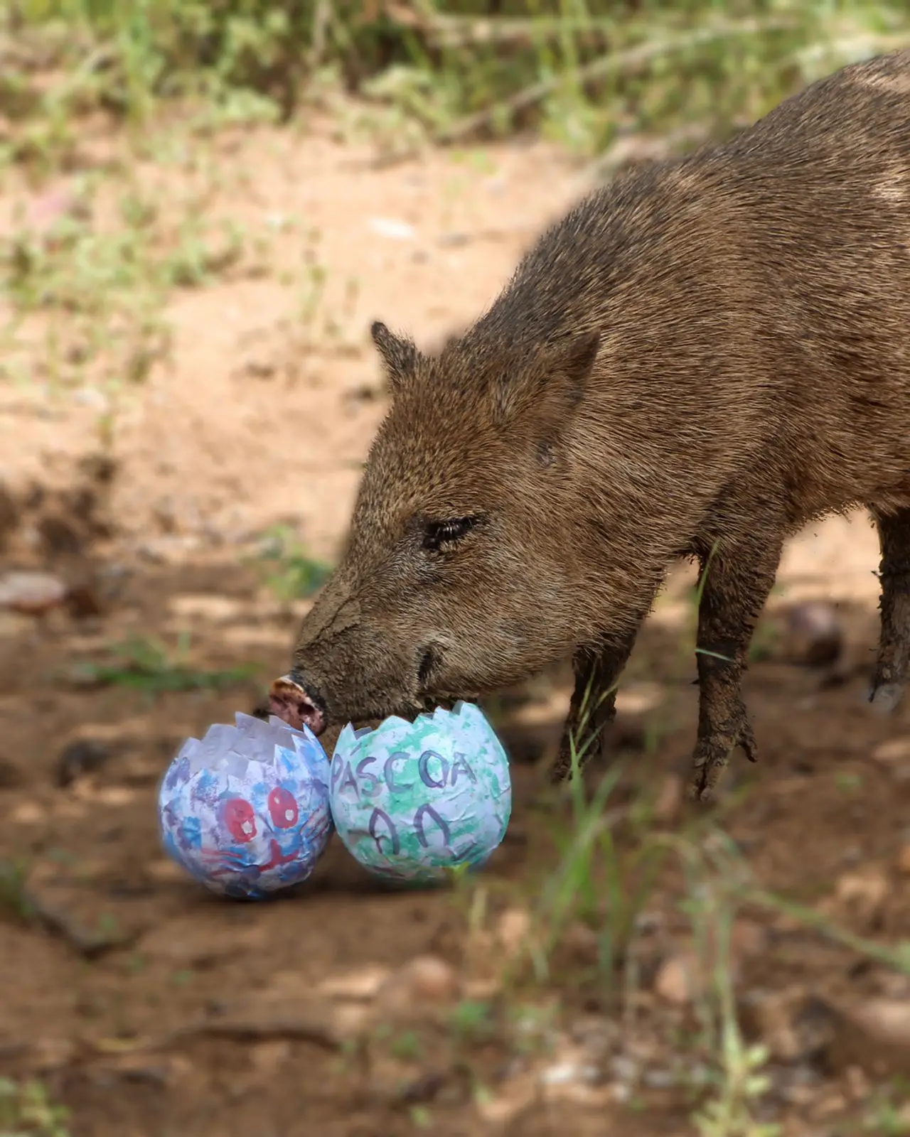 Para o cateto, foram feitos ovos moldados com papel cru e cola natural caseira de farinha. Os ovos estavam recheados de frutas e legumes