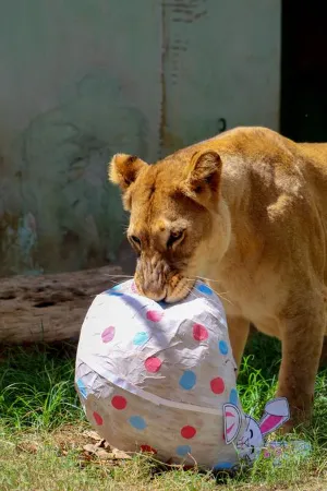 Para a leoa, foi ofertado um ovo gigante de Páscoa, feito com papel cru e modelado com cola caseira comestível de farinha. O ovo foi moldado em um balão. No recheio, havia folhas secas naturais e pedaços de carnes. Todos os produtos utilizados são atóxicos, inclusive as tintas para colorir o enriquecimento