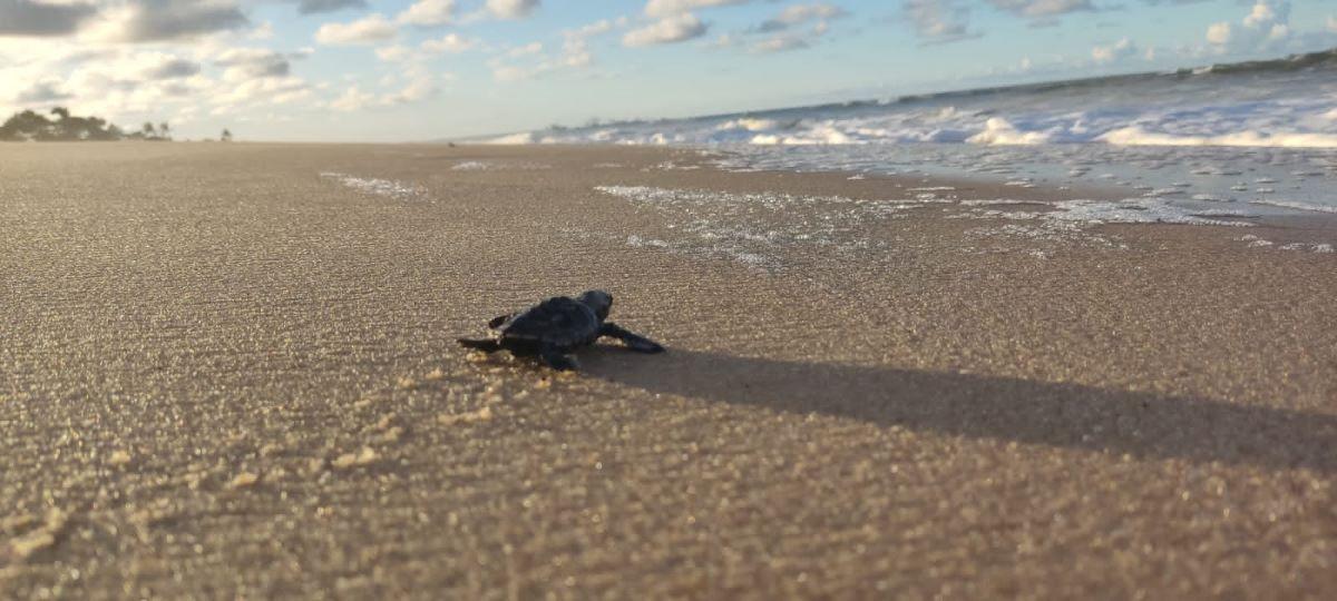 tartaruga que nasceu em caucaia