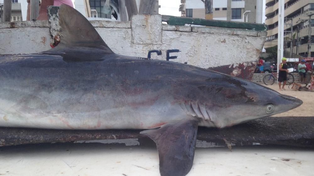 Pescador é detido por matar tubarão 'vulnerável a extinção' em Fortaleza, Ceará