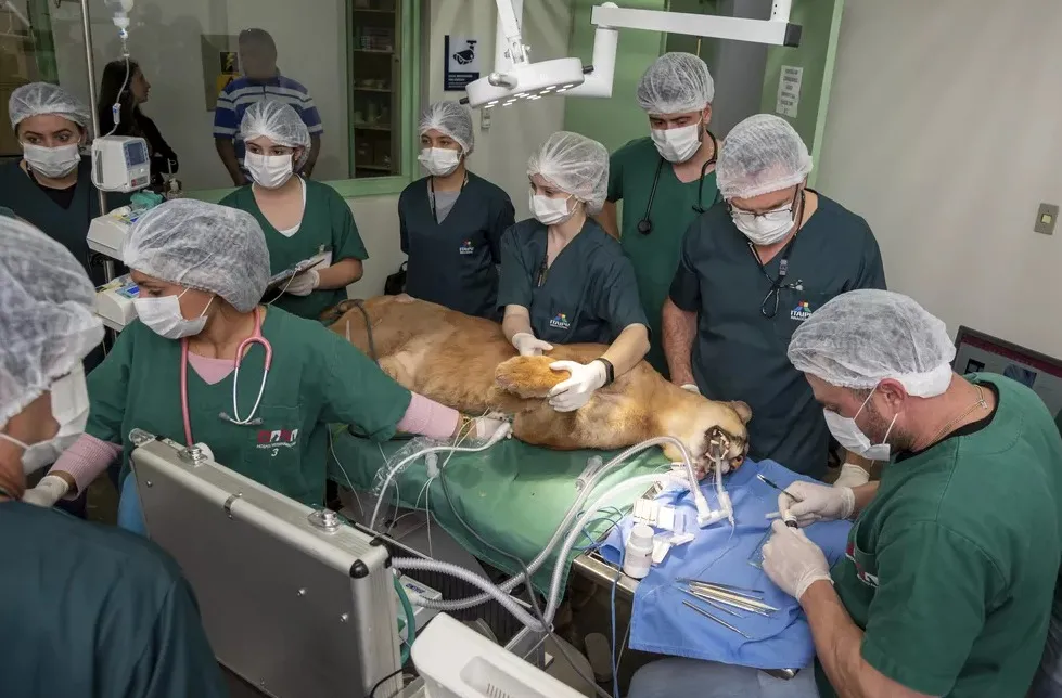 Animal precisou passar por cirurgia para sobreviver ao acidente