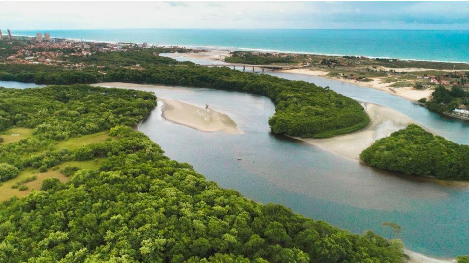 Cavalo-marinho em manguezais do Ceará