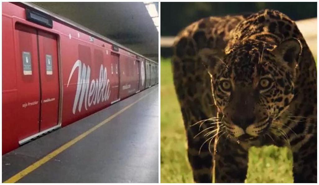 Montagem de propaganda da mesbla e onça de pantanal