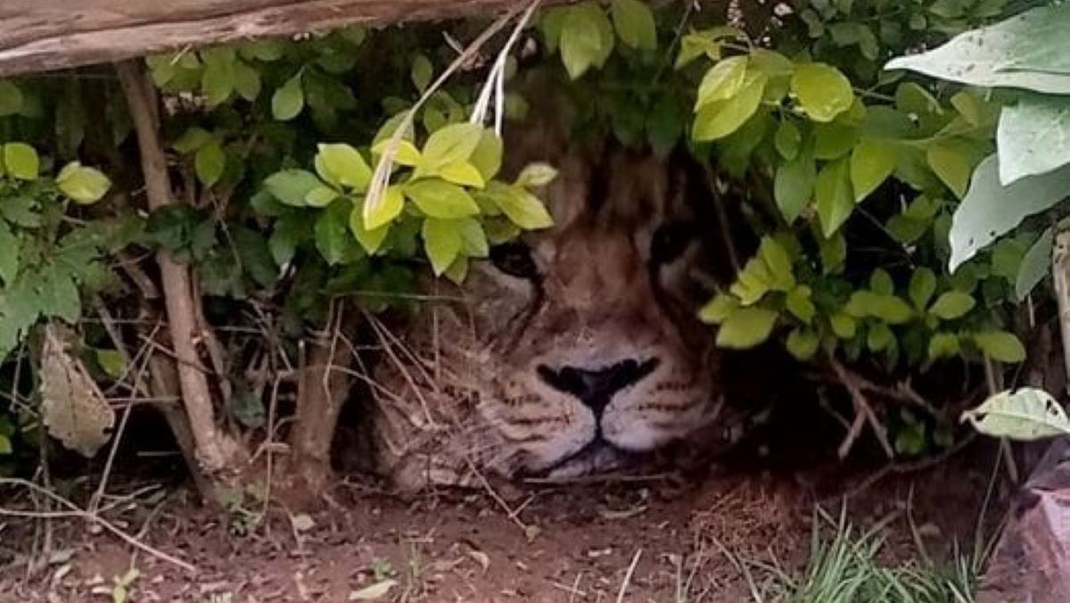 sacola de leão confundida com animal escondida em arbusto no quênia