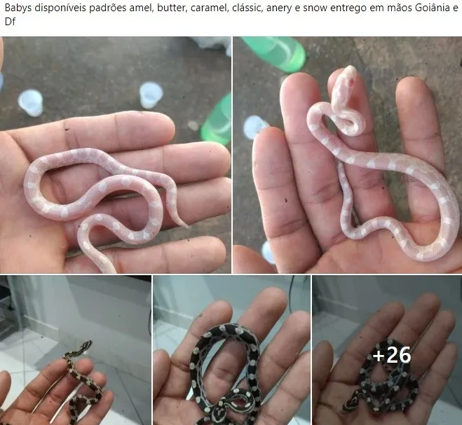 Anúncio de cobras em grupo privado.