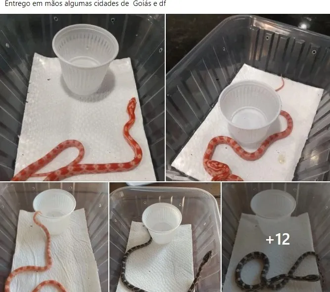 Anúncio em grupo privado.